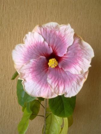 Изображение 018.jpg