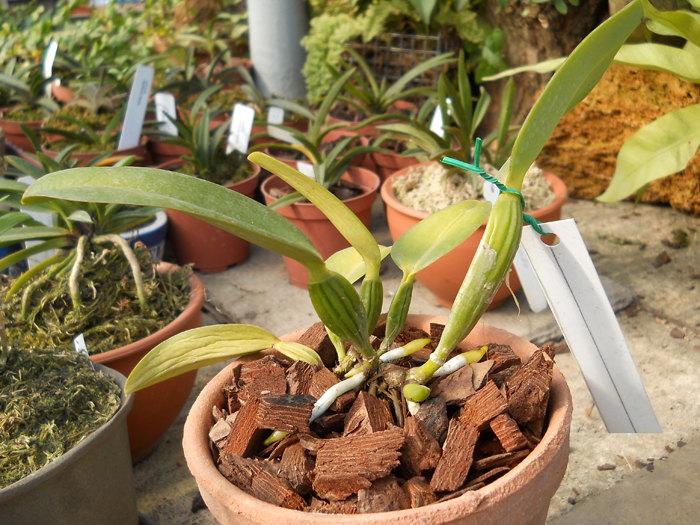 Cattleya warneri semi alba Geneva x Laelia praestans alba.jpg