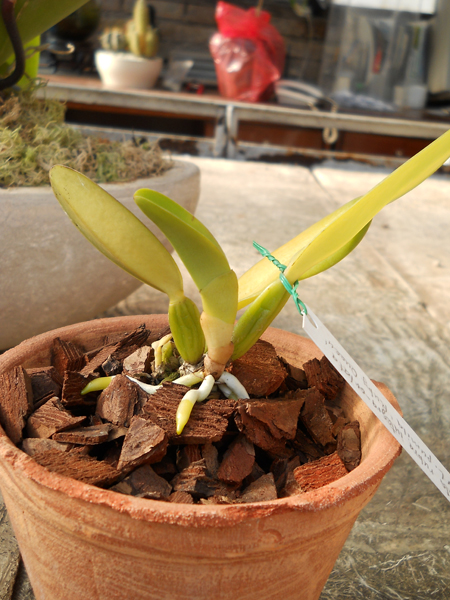 Cattleya labiata rubra integra orlata pincelada x Laelia pumila Ruby Queen.jpg