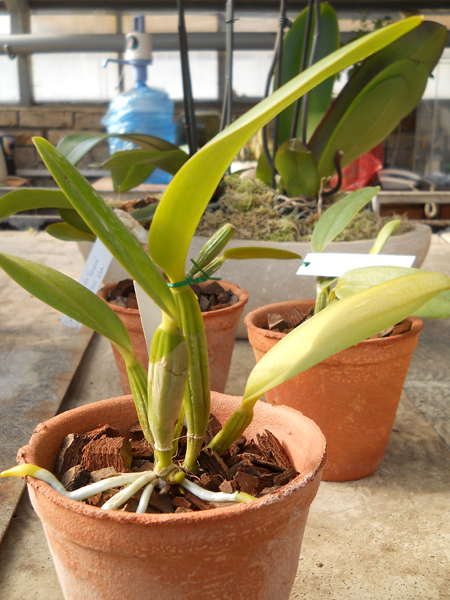 Cattleya warneri alba Alvinha x Laelia praestans alba.jpg