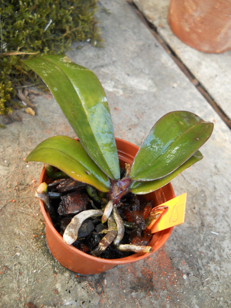 Phalaenopsis chibae.jpg