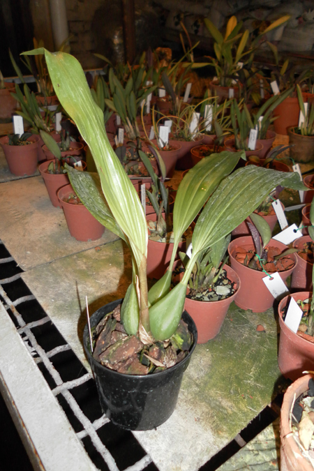 Coelogyne speciosa.jpg