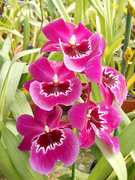 Miltoniopsis hybrid.jpg