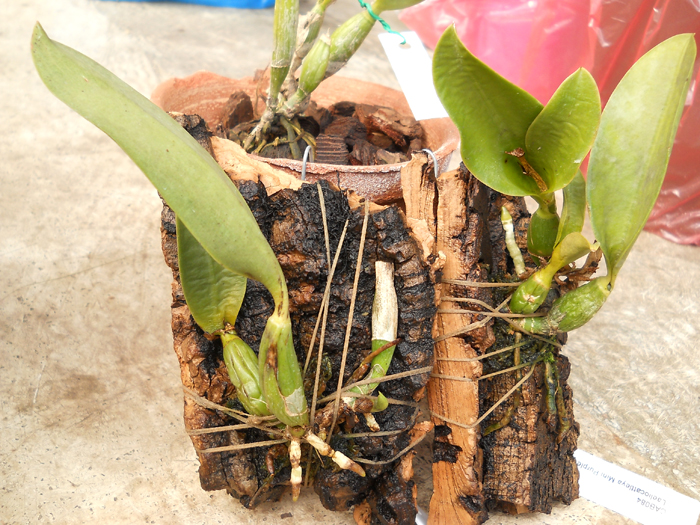 Laeliocattleya Mini Purple Blue Queen.jpg