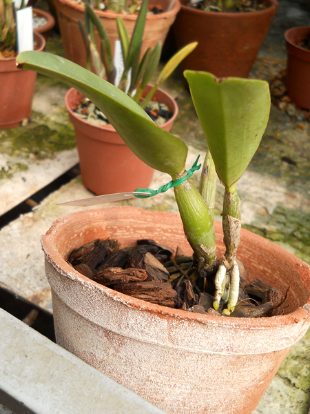 Laeliocattleya Love Knot Sato.jpg