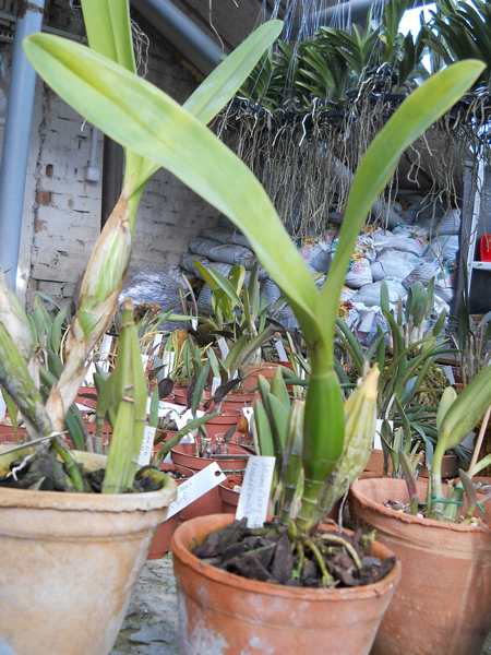 Schomburgkia lueddemanii.jpg