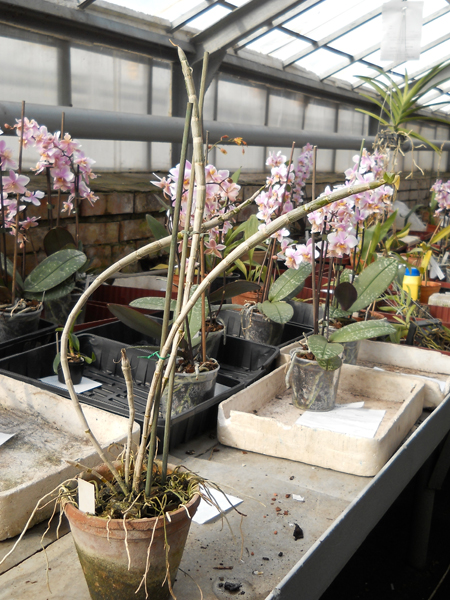 Dendrobium superbum alba.jpg