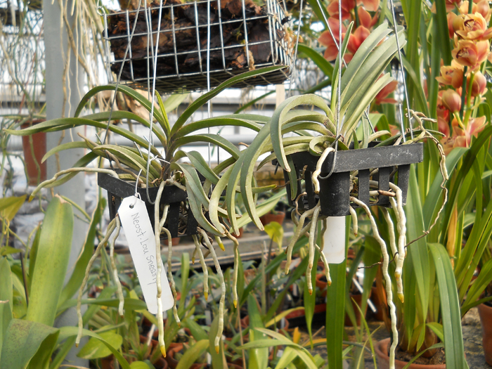 Neostilys Lou Snearly.jpg