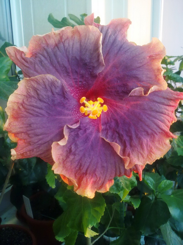 день рождения 007.jpg