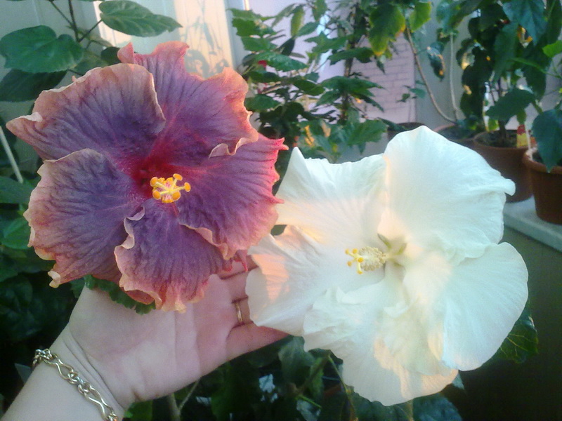 день рождения 017.jpg