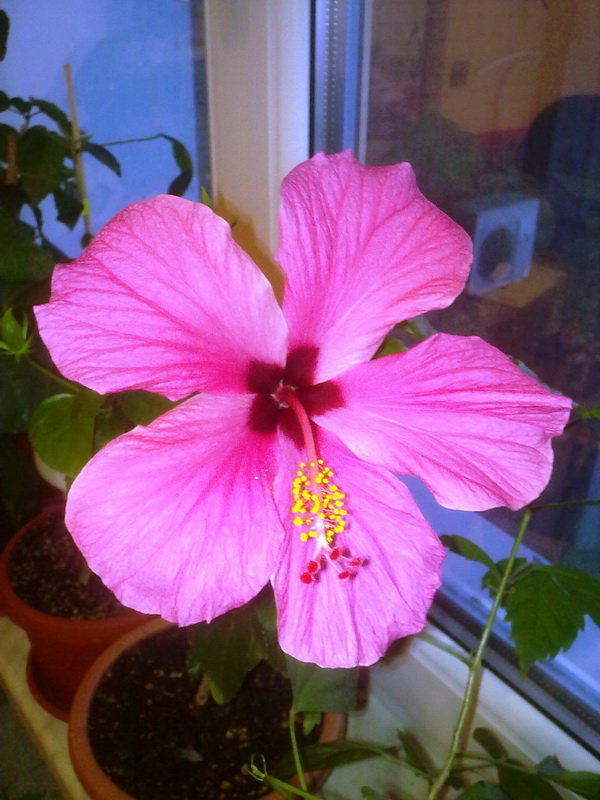 день рождения 020.jpg