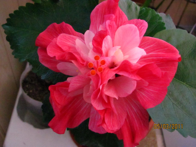 фиалки 029.jpg