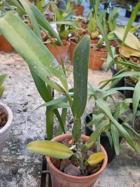Cattleya quadricolor alba x Cattleya quadricolor suavissima.jpg