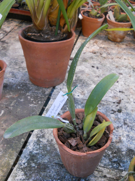 Cattleya mossiae semi alba Aurora x Cattleya mossiae semi alba reneckiana Alayon 1.jpg