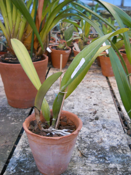 Cattleya trianae pincelada Taky Huaylla x Cattleya trianae integra orlata vinho 1.jpg