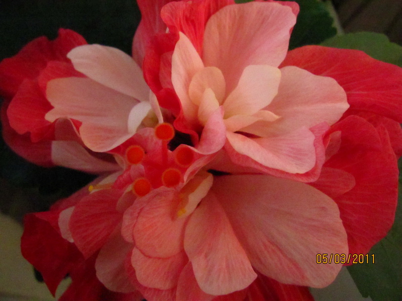 пинк букет 004.jpg