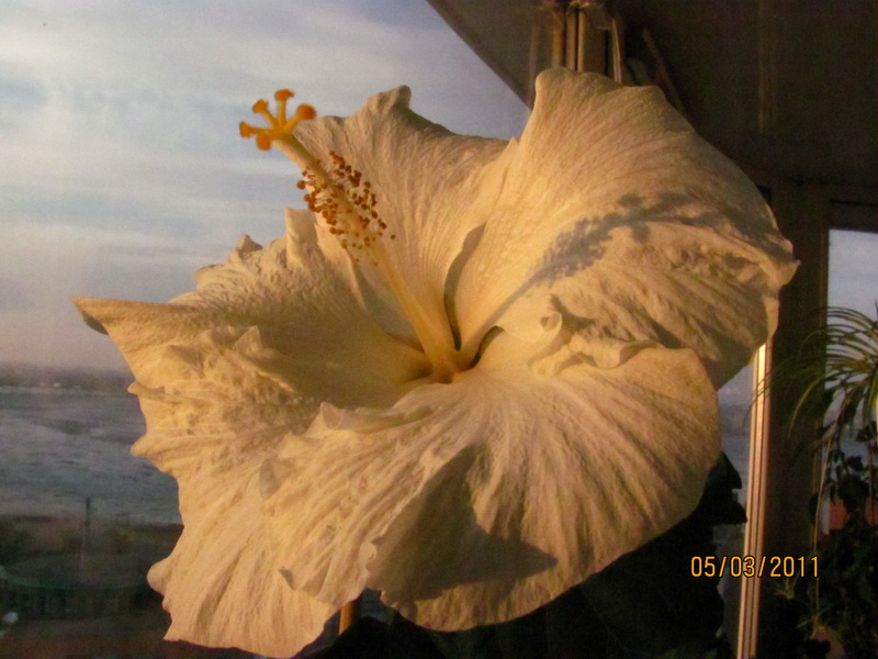 пинк букет 006.jpg