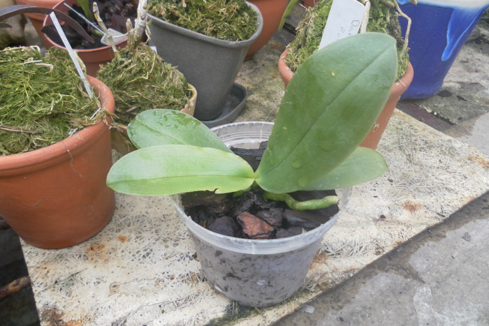 Phalaenopsis Princess Kauilani.jpg