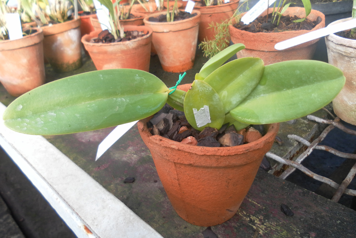 Cattleya gaskelliana caerulea Aida x Alexis.jpg