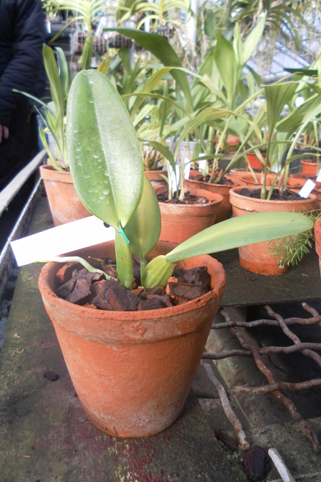Cattleya gaskelliana caerulea.jpg