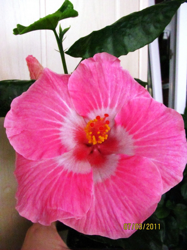 Cele Niffenegger 004.jpg