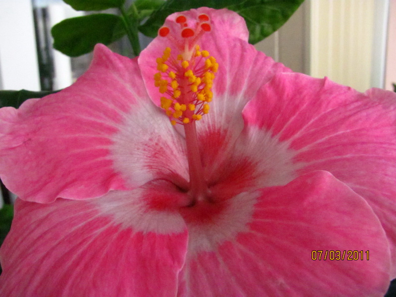 Cele Niffenegger 012.jpg