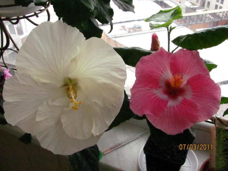 Cele Niffenegger 014.jpg