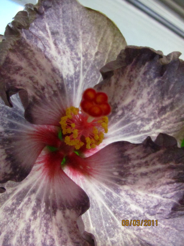 Tahitian Tiger 015.jpg