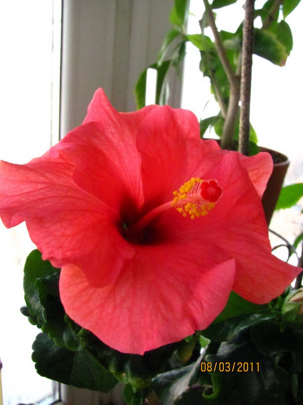 Tahitian Tiger 012.jpg