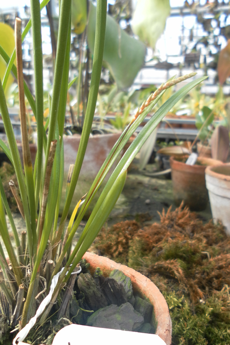 Dendrochilum wenzelii.jpg