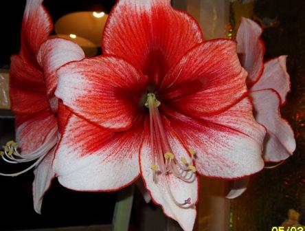 темптейшн 11265.JPG