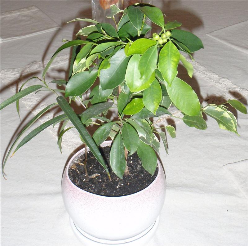 3 фикуса в одном горшке