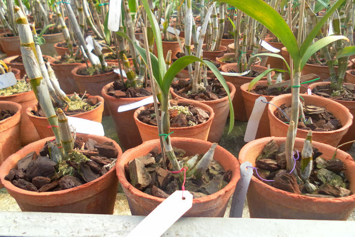 Dendrobium Miss Singapore.jpg