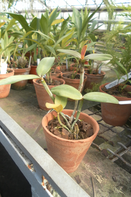 Cattleya loddigesii punctata AWZ x Cattleya loddigesii AWZ 1.jpg