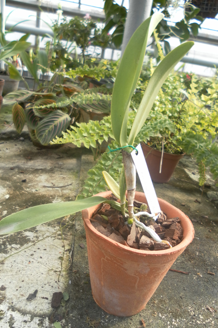 Cattleya rex x Cattleya rex 1.jpg