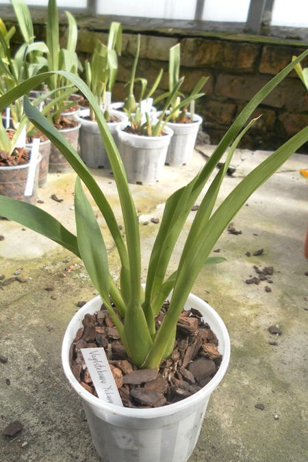 Vuylstekeara Yokara.jpg