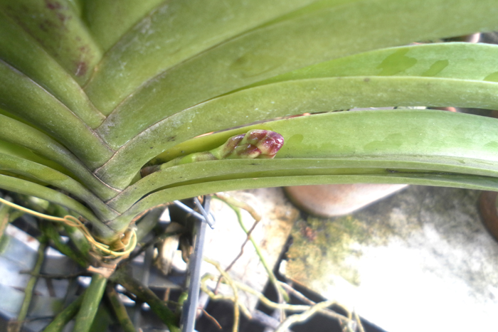 Ascocenda Messia 1.jpg