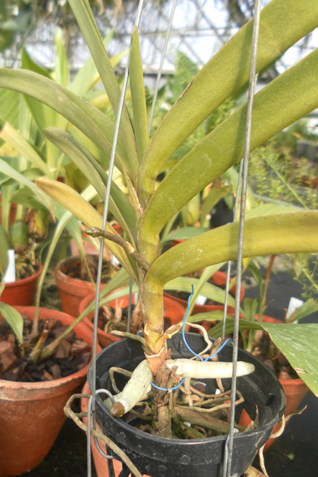 Vanda coerulescens.jpg