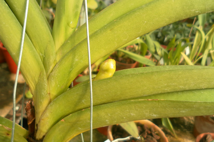 Ascocenda Oriental Siberian White.jpg