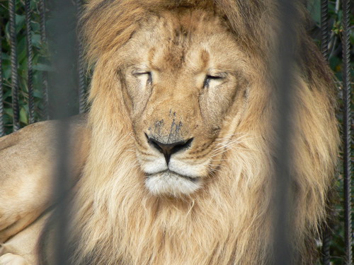 2006 09 23 zoo lev 02.jpg