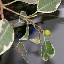 Фото из инета