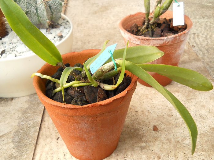 Laeliocattleya Cariads Mini Quinee Angel Kiss.jpg