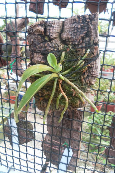 Phalaenopsis lueddemanniana delicata.jpg