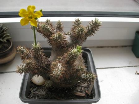 Pachypodium Densiflorum