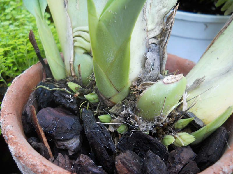 Maxillaria irrorata.jpg