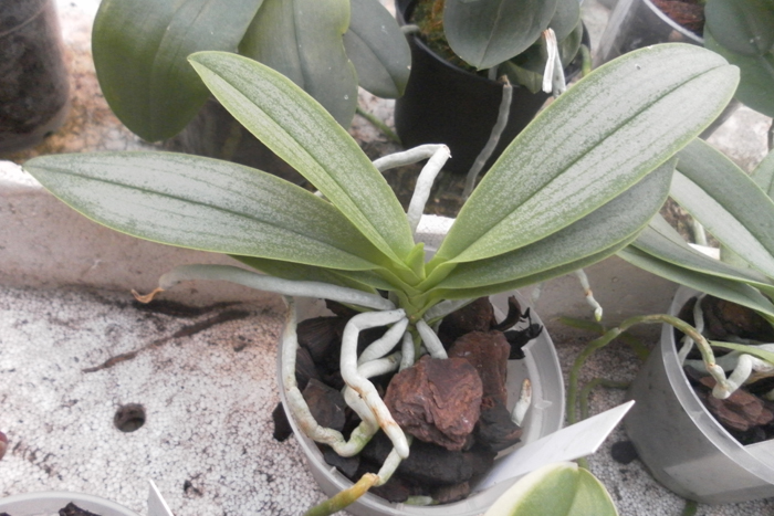 Doritaenopsis Anna Larati Soekardi peloric x Anna Larati Soekardi.jpg