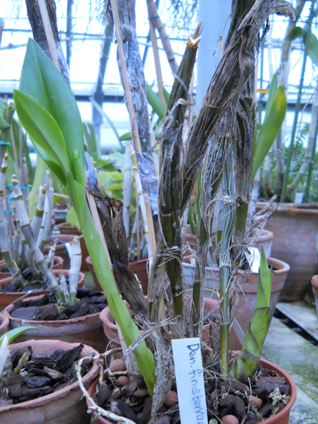 Dendrobuim finisterrae 1.jpg