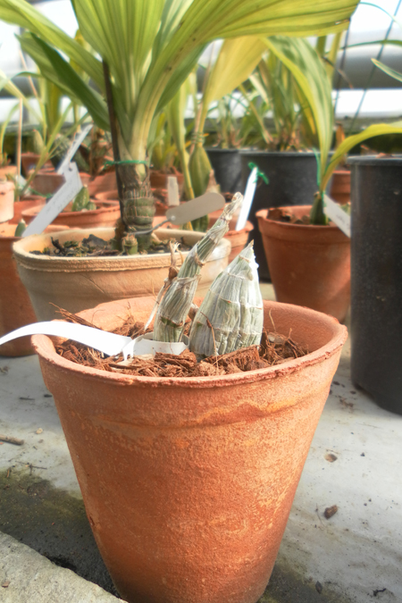 Catasetum fimbriatum.jpg