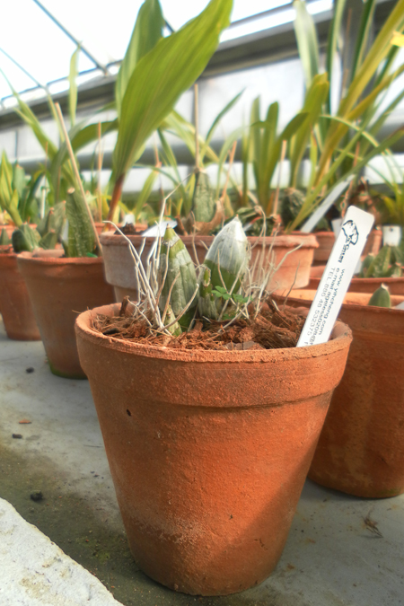 Catasetum fimbriatum Golden Horizon.jpg