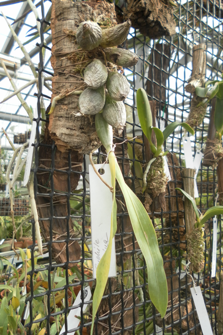 Euchile citrina 1.jpg